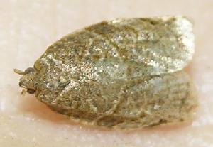  ( - 09-SRNP-3617)  @12 [ ] CreativeCommons - Attribution Non-Commercial Share-Alike (2009) Daniel H. Janzen Guanacaste Dry Forest Conservation Fund