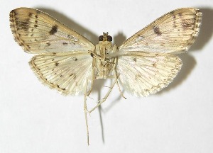  ( - 09-SRNP-40672)  @13 [ ] CreativeCommons - Attribution Non-Commercial Share-Alike (2013) Daniel H. Janzen Guanacaste Dry Forest Conservation Fund