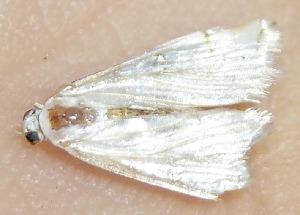  ( - 07-SRNP-36472)  @12 [ ] CreativeCommons - Attribution Non-Commercial Share-Alike (2009) Daniel H. Janzen Guanacaste Dry Forest Conservation Fund