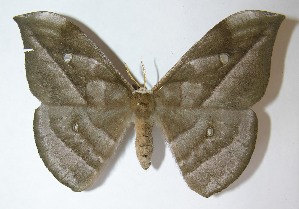  ( - 09-SRNP-35833)  @14 [ ] CreativeCommons - Attribution Non-Commercial Share-Alike (2009) Daniel H. Janzen Guanacaste Dry Forest Conservation Fund