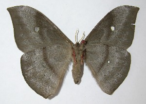  ( - 09-SRNP-35833)  @14 [ ] CreativeCommons - Attribution Non-Commercial Share-Alike (2009) Daniel H. Janzen Guanacaste Dry Forest Conservation Fund