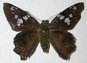  ( - 09-SRNP-44171)  @14 [ ] CreativeCommons - Attribution Non-Commercial Share-Alike (2009) Daniel H. Janzen Guanacaste Dry Forest Conservation Fund