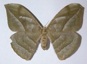  ( - 09-SRNP-718)  @14 [ ] CreativeCommons - Attribution Non-Commercial Share-Alike (2009) Daniel H. Janzen Guanacaste Dry Forest Conservation Fund