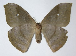  ( - 09-SRNP-718)  @14 [ ] CreativeCommons - Attribution Non-Commercial Share-Alike (2009) Daniel H. Janzen Guanacaste Dry Forest Conservation Fund