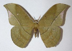  ( - 09-SRNP-721)  @14 [ ] CreativeCommons - Attribution Non-Commercial Share-Alike (2009) Daniel H. Janzen Guanacaste Dry Forest Conservation Fund