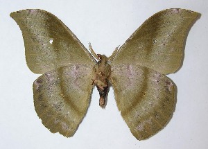  ( - 09-SRNP-721)  @14 [ ] CreativeCommons - Attribution Non-Commercial Share-Alike (2009) Daniel H. Janzen Guanacaste Dry Forest Conservation Fund