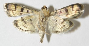  ( - 09-SRNP-22658)  @13 [ ] CreativeCommons - Attribution Non-Commercial Share-Alike (2010) Daniel H. Janzen Guanacaste Dry Forest Conservation Fund