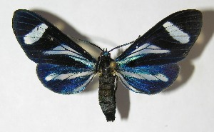  ( - 09-SRNP-31647)  @13 [ ] CreativeCommons - Attribution Non-Commercial Share-Alike (2010) Daniel H. Janzen Guanacaste Dry Forest Conservation Fund