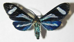  ( - 09-SRNP-31682)  @13 [ ] CreativeCommons - Attribution Non-Commercial Share-Alike (2010) Daniel H. Janzen Guanacaste Dry Forest Conservation Fund