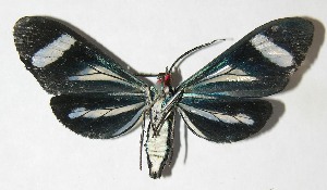  ( - 09-SRNP-31682)  @13 [ ] CreativeCommons - Attribution Non-Commercial Share-Alike (2010) Daniel H. Janzen Guanacaste Dry Forest Conservation Fund