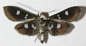  ( - 09-SRNP-36037)  @13 [ ] CreativeCommons - Attribution Non-Commercial Share-Alike (2010) Daniel H. Janzen Guanacaste Dry Forest Conservation Fund