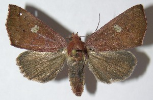  ( - 09-SRNP-36123)  @14 [ ] CreativeCommons - Attribution Non-Commercial Share-Alike (2010) Daniel H. Janzen Guanacaste Dry Forest Conservation Fund