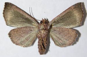  ( - 09-SRNP-36123)  @14 [ ] CreativeCommons - Attribution Non-Commercial Share-Alike (2010) Daniel H. Janzen Guanacaste Dry Forest Conservation Fund