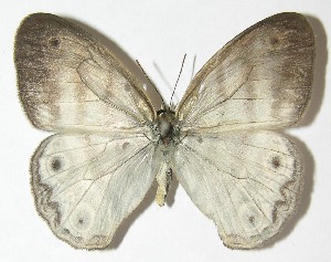  ( - 09-SRNP-73203)  @11 [ ] CreativeCommons - Attribution Non-Commercial Share-Alike (2010) Daniel H. Janzen Guanacaste Dry Forest Conservation Fund