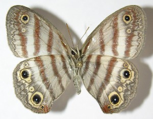  ( - 09-SRNP-73203)  @11 [ ] CreativeCommons - Attribution Non-Commercial Share-Alike (2010) Daniel H. Janzen Guanacaste Dry Forest Conservation Fund