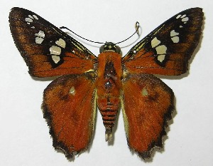  ( - 09-SRNP-20720)  @14 [ ] CreativeCommons - Attribution Non-Commercial Share-Alike (2010) Daniel H. Janzen Guanacaste Dry Forest Conservation Fund