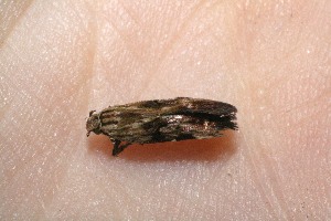  ( - 09-SRNP-31789)  @12 [ ] CreativeCommons - Attribution Non-Commercial Share-Alike (2010) Daniel H. Janzen Guanacaste Dry Forest Conservation Fund