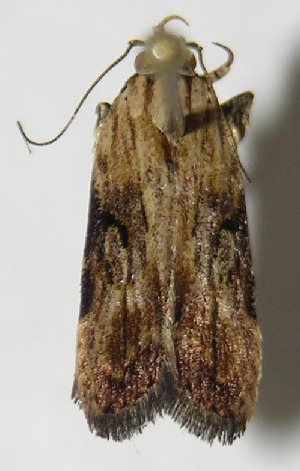  ( - 09-SRNP-31790)  @12 [ ] CreativeCommons - Attribution Non-Commercial Share-Alike (2010) Daniel H. Janzen Guanacaste Dry Forest Conservation Fund