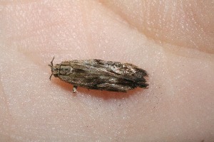  ( - 09-SRNP-32015)  @12 [ ] CreativeCommons - Attribution Non-Commercial Share-Alike (2010) Daniel H. Janzen Guanacaste Dry Forest Conservation Fund