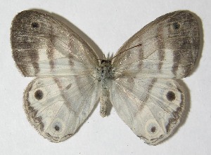  ( - 09-SRNP-73789)  @11 [ ] CreativeCommons - Attribution Non-Commercial Share-Alike (2010) Daniel H. Janzen Guanacaste Dry Forest Conservation Fund