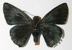  ( - 09-SRNP-57397)  @14 [ ] CreativeCommons - Attribution Non-Commercial Share-Alike (2010) Daniel H. Janzen Guanacaste Dry Forest Conservation Fund