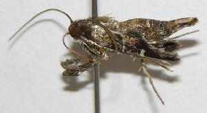  ( - 09-SRNP-42925)  @13 [ ] CreativeCommons - Attribution Non-Commercial Share-Alike (2010) Daniel H. Janzen Guanacaste Dry Forest Conservation Fund