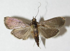  ( - 09-SRNP-76056)  @14 [ ] CreativeCommons - Attribution Non-Commercial Share-Alike (2010) Daniel H. Janzen Guanacaste Dry Forest Conservation Fund