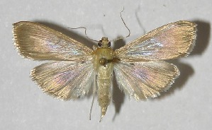  ( - 09-SRNP-76206)  @14 [ ] CreativeCommons - Attribution Non-Commercial Share-Alike (2010) Daniel H. Janzen Guanacaste Dry Forest Conservation Fund