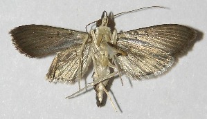  ( - 09-SRNP-76699)  @14 [ ] CreativeCommons - Attribution Non-Commercial Share-Alike (2010) Daniel H. Janzen Guanacaste Dry Forest Conservation Fund