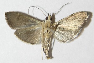  ( - 09-SRNP-76721)  @14 [ ] CreativeCommons - Attribution Non-Commercial Share-Alike (2010) Daniel H. Janzen Guanacaste Dry Forest Conservation Fund