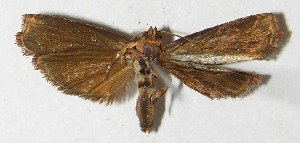  ( - 09-SRNP-80537)  @13 [ ] CreativeCommons - Attribution Non-Commercial Share-Alike (2010) Daniel H. Janzen Guanacaste Dry Forest Conservation Fund