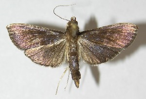  ( - 09-SRNP-80747)  @14 [ ] CreativeCommons - Attribution Non-Commercial Share-Alike (2010) Daniel H. Janzen Guanacaste Dry Forest Conservation Fund