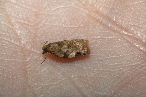  ( - 10-SRNP-1278)  @12 [ ] CreativeCommons - Attribution Non-Commercial Share-Alike (2010) Daniel H. Janzen Guanacaste Dry Forest Conservation Fund