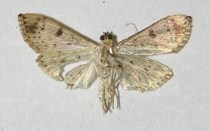  ( - 10-SRNP-268)  @13 [ ] CreativeCommons - Attribution Non-Commercial Share-Alike (2010) Daniel H. Janzen Guanacaste Dry Forest Conservation Fund