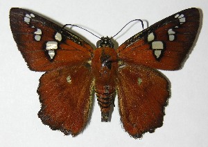  ( - 10-SRNP-30034)  @14 [ ] CreativeCommons - Attribution Non-Commercial Share-Alike (2010) Daniel H. Janzen Guanacaste Dry Forest Conservation Fund