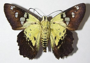  ( - 10-SRNP-30034)  @14 [ ] CreativeCommons - Attribution Non-Commercial Share-Alike (2010) Daniel H. Janzen Guanacaste Dry Forest Conservation Fund