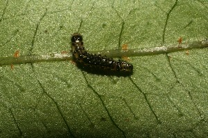  ( - 10-SRNP-30479)  @12 [ ] CreativeCommons - Attribution Non-Commercial Share-Alike (2013) Daniel H. Janzen Guanacaste Dry Forest Conservation Fund