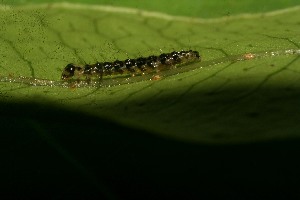 ( - 10-SRNP-30479)  @12 [ ] CreativeCommons - Attribution Non-Commercial Share-Alike (2013) Daniel H. Janzen Guanacaste Dry Forest Conservation Fund