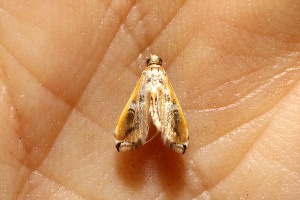  ( - 10-SRNP-40408)  @12 [ ] CreativeCommons - Attribution Non-Commercial Share-Alike (2013) Daniel H. Janzen Guanacaste Dry Forest Conservation Fund