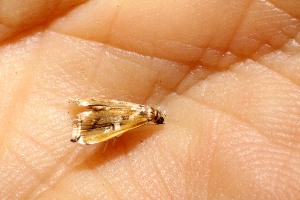  ( - 10-SRNP-40408)  @12 [ ] CreativeCommons - Attribution Non-Commercial Share-Alike (2013) Daniel H. Janzen Guanacaste Dry Forest Conservation Fund