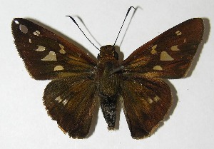  ( - 10-SRNP-80412)  @14 [ ] CreativeCommons - Attribution Non-Commercial Share-Alike (2010) Daniel H. Janzen Guanacaste Dry Forest Conservation Fund