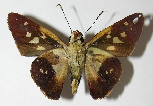  ( - 10-SRNP-80412)  @14 [ ] CreativeCommons - Attribution Non-Commercial Share-Alike (2010) Daniel H. Janzen Guanacaste Dry Forest Conservation Fund