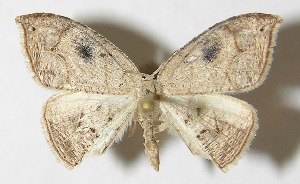  ( - 10-SRNP-31869)  @13 [ ] CreativeCommons - Attribution Non-Commercial Share-Alike (2012) Daniel H. Janzen Guanacaste Dry Forest Conservation Fund