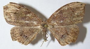  ( - 10-SRNP-32212)  @14 [ ] CreativeCommons - Attribution Non-Commercial Share-Alike (2012) Daniel H. Janzen Guanacaste Dry Forest Conservation Fund