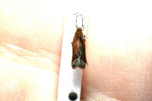  ( - 10-SRNP-3824)  @12 [ ] CreativeCommons - Attribution Non-Commercial Share-Alike (2012) Daniel H. Janzen Guanacaste Dry Forest Conservation Fund