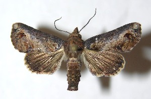  ( - 14-SRNP-20404)  @13 [ ] CreativeCommons  Attribution Non-Commercial Share-Alike (2016) Unspecified Guanacaste Dry Forest Conservation Fund