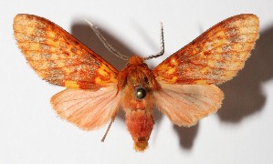  ( - 14-SRNP-30689)  @14 [ ] CreativeCommons  Attribution Non-Commercial Share-Alike (2016) Unspecified Guanacaste Dry Forest Conservation Fund