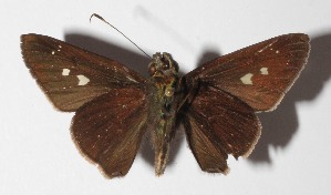  ( - 14-SRNP-46026)  @13 [ ] CreativeCommons  Attribution Non-Commercial Share-Alike (2016) Unspecified Guanacaste Dry Forest Conservation Fund