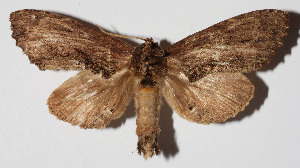  ( - 14-SRNP-46466)  @14 [ ] CreativeCommons  Attribution Non-Commercial Share-Alike (2016) Unspecified Guanacaste Dry Forest Conservation Fund