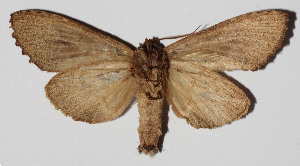  ( - 14-SRNP-46466)  @14 [ ] CreativeCommons  Attribution Non-Commercial Share-Alike (2016) Unspecified Guanacaste Dry Forest Conservation Fund